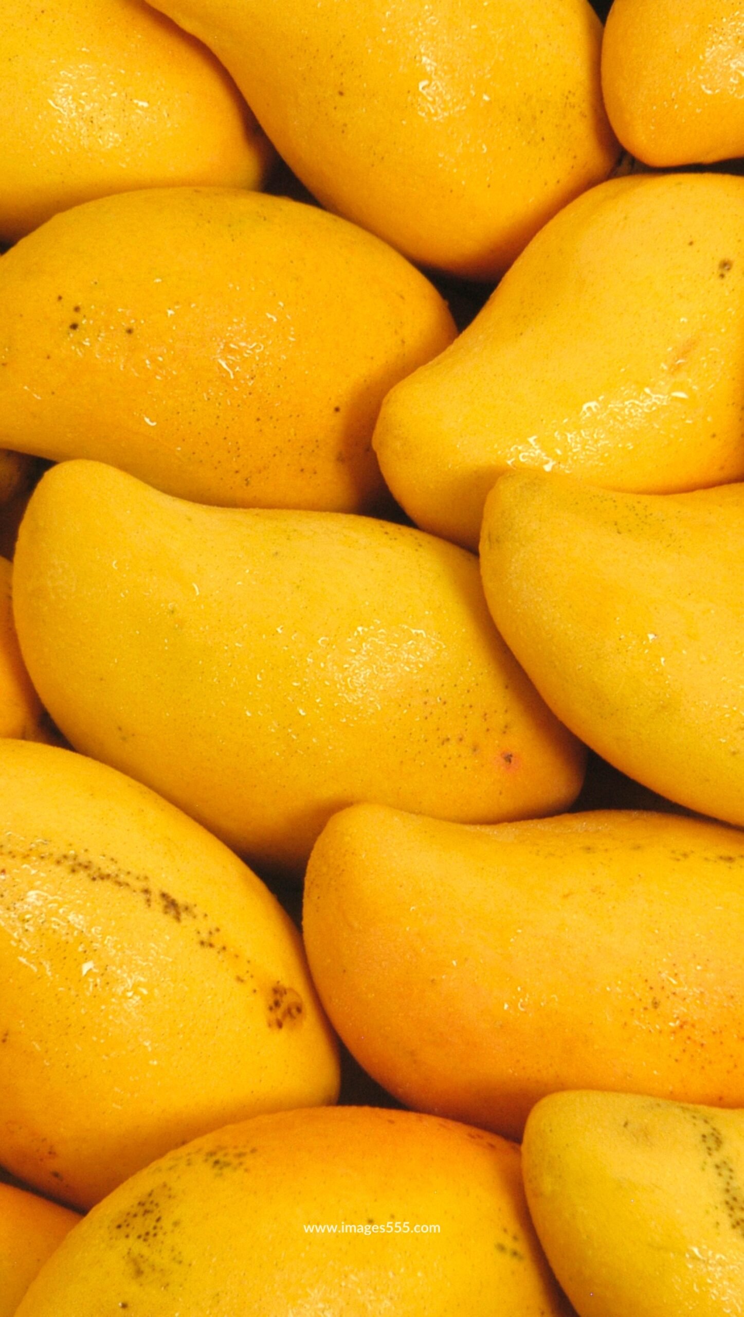Mango Images, Mango Images hd, Fresh Mango Images, Best Mango Photo, Mango Images Download, Mango Images Wallpapers, images555.com