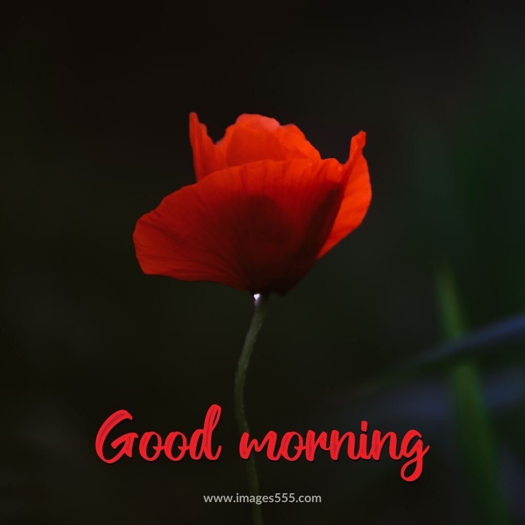 good morning images with flowers 59